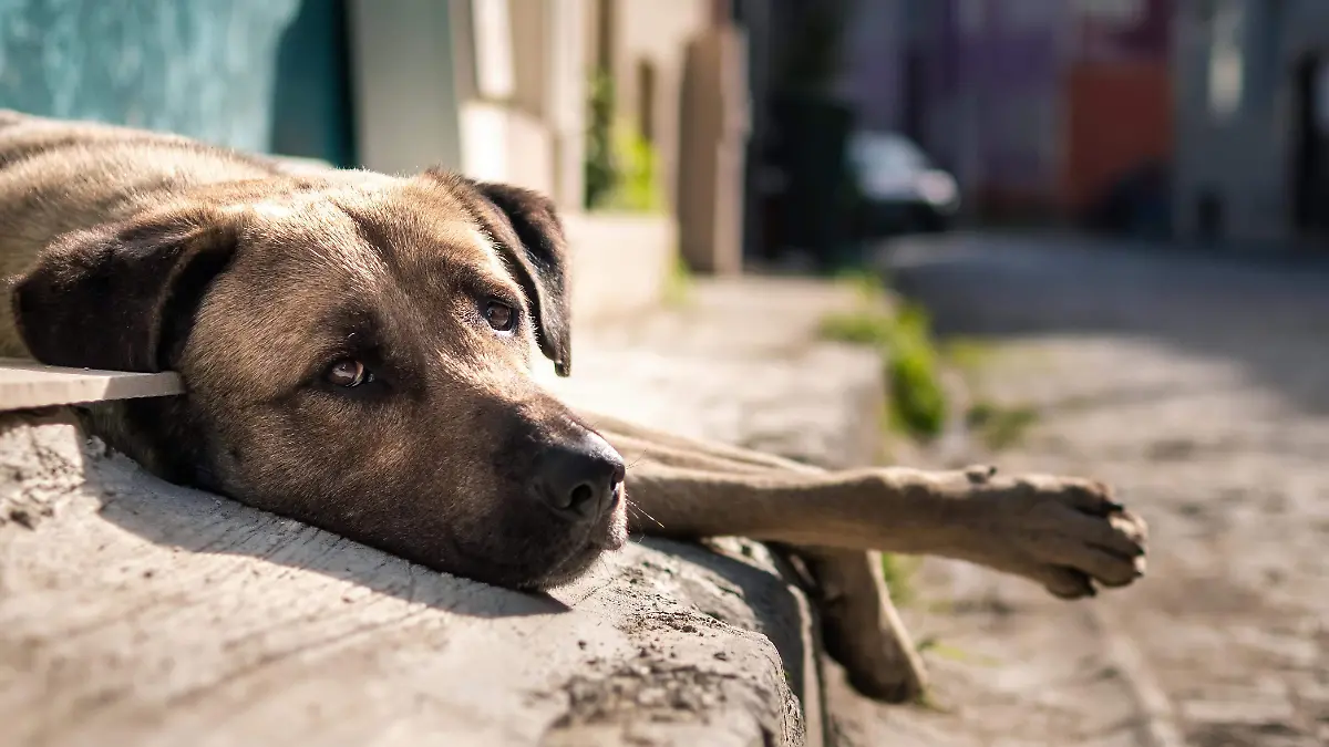 El dueño de una carnicería ubicada en el municipio de Atlixco, fue señalado de agredir a perros que se acercan a su local